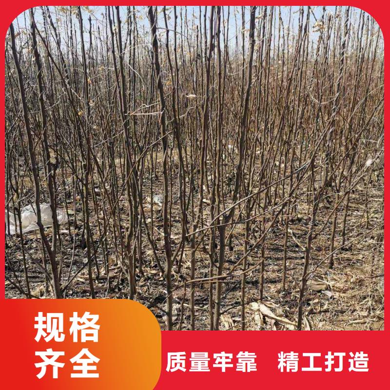 梨红香酥梨树苗品质值得信赖