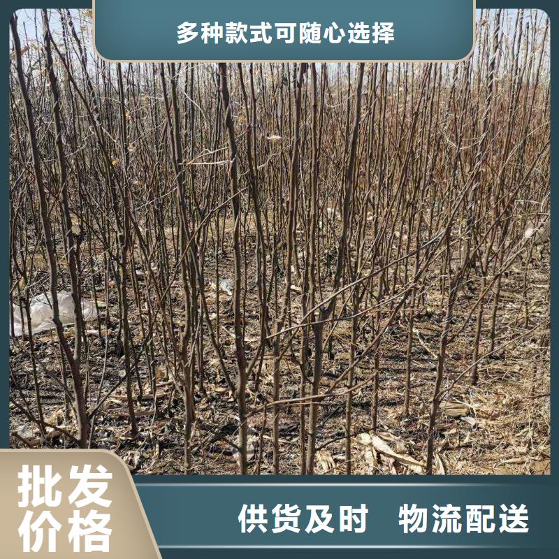 梨-梨树苗基地工厂直营