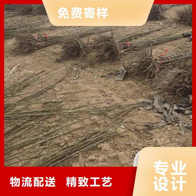 梨杜梨苗库存齐全厂家直供