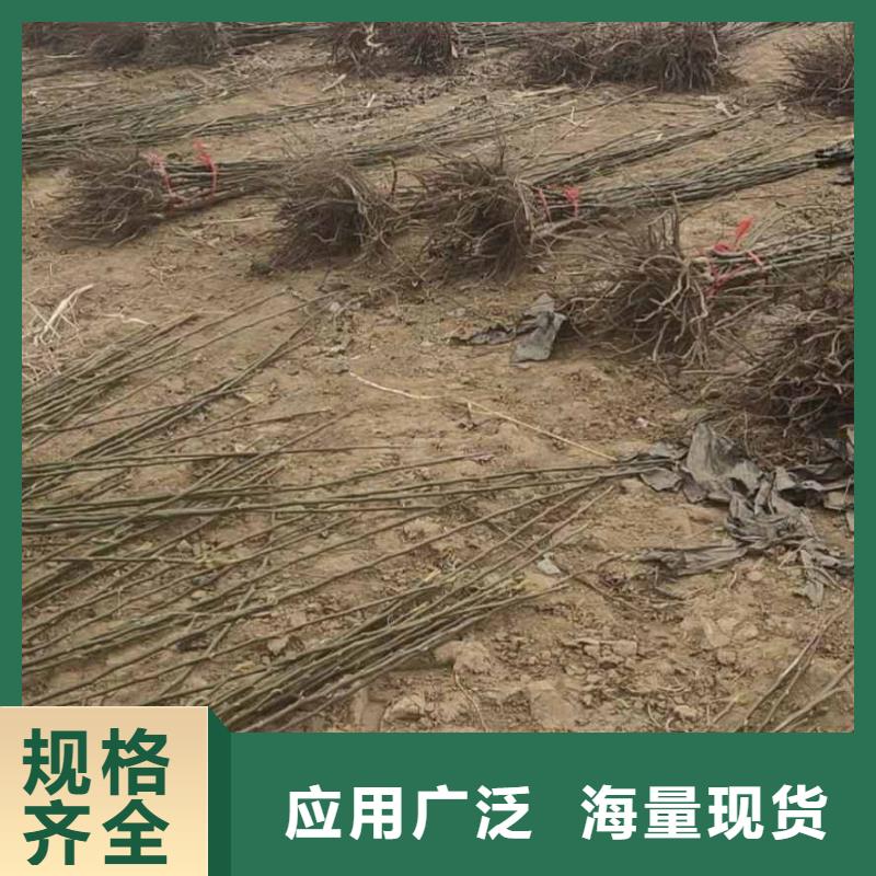 梨杜梨苗现货满足大量采购