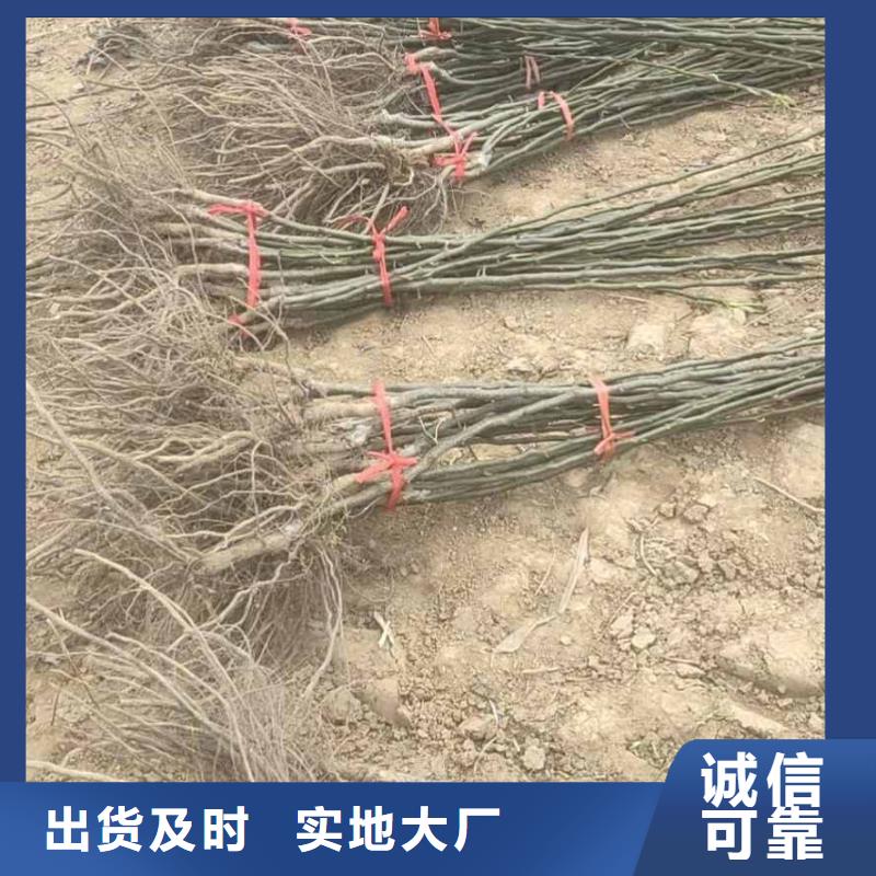 梨瑞蟠101桃树苗品质无所畏惧