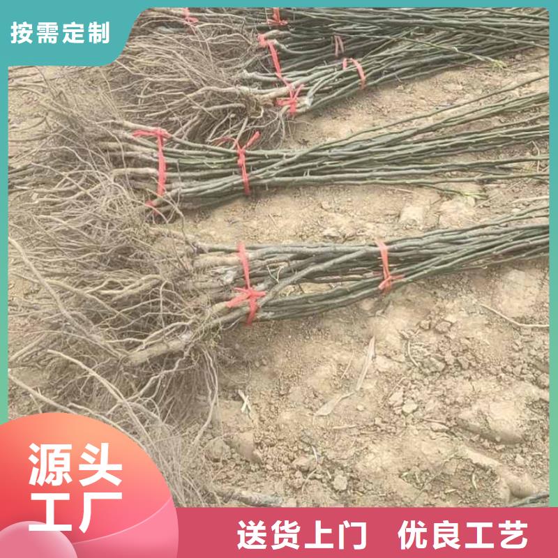 梨奥红全红梨树苗品质服务诚信为本