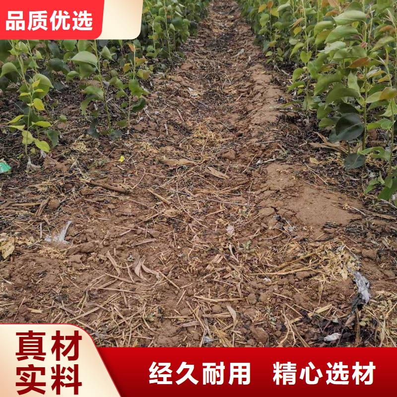 梨瑞蟠101桃树苗货源稳定