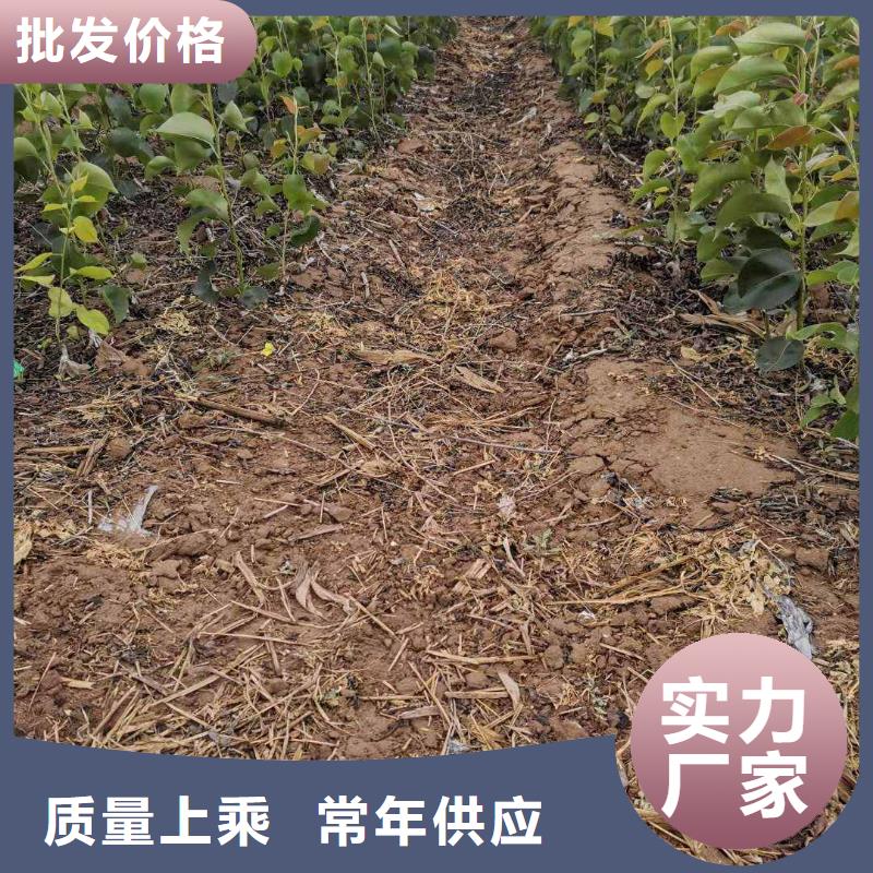 梨_皇冠梨树苗量大从优