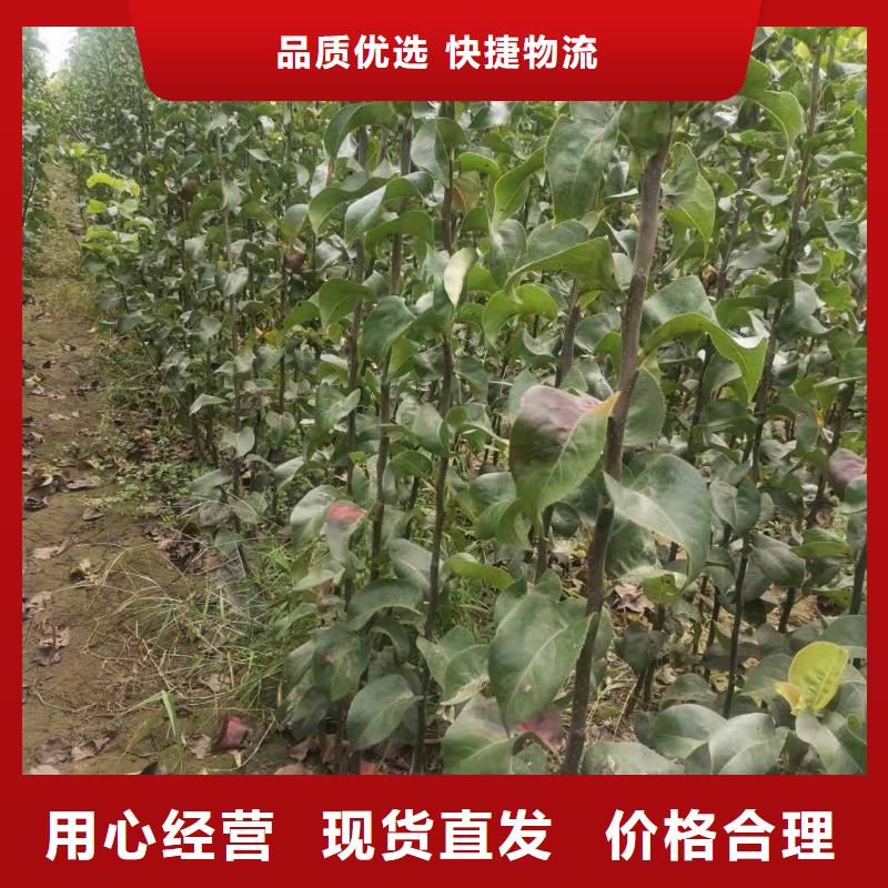 梨皇冠梨树苗省心又省钱
