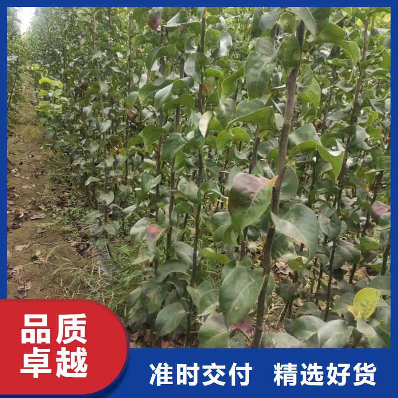 梨-海棠苗专注细节更放心