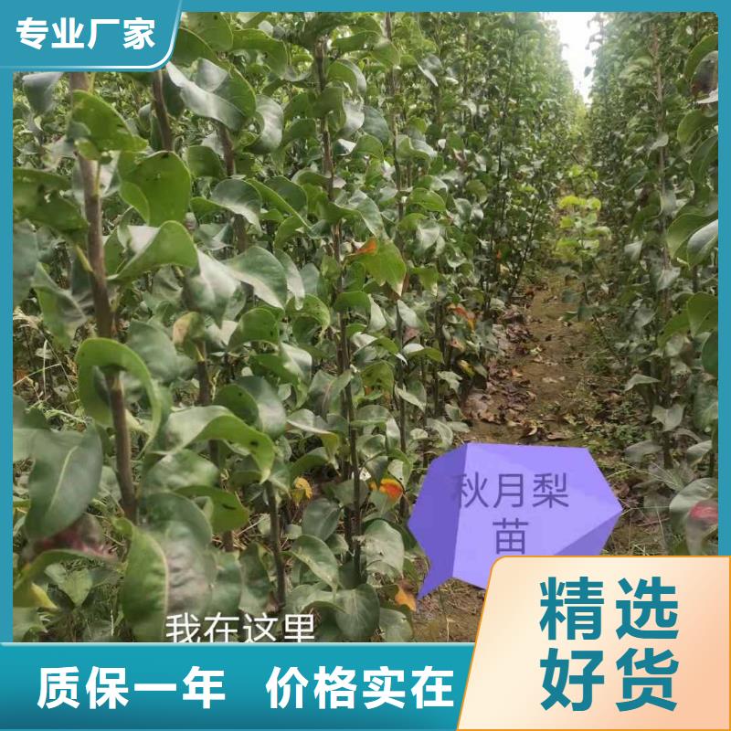 梨-海棠苗专注细节更放心