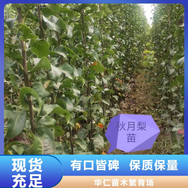 秋月梨树苗-视频-秋月梨树苗-安徽省芜湖市【当地】服务商-南陵|繁昌|蚌埠|宣城|合肥|黄山|阜阳|淮南