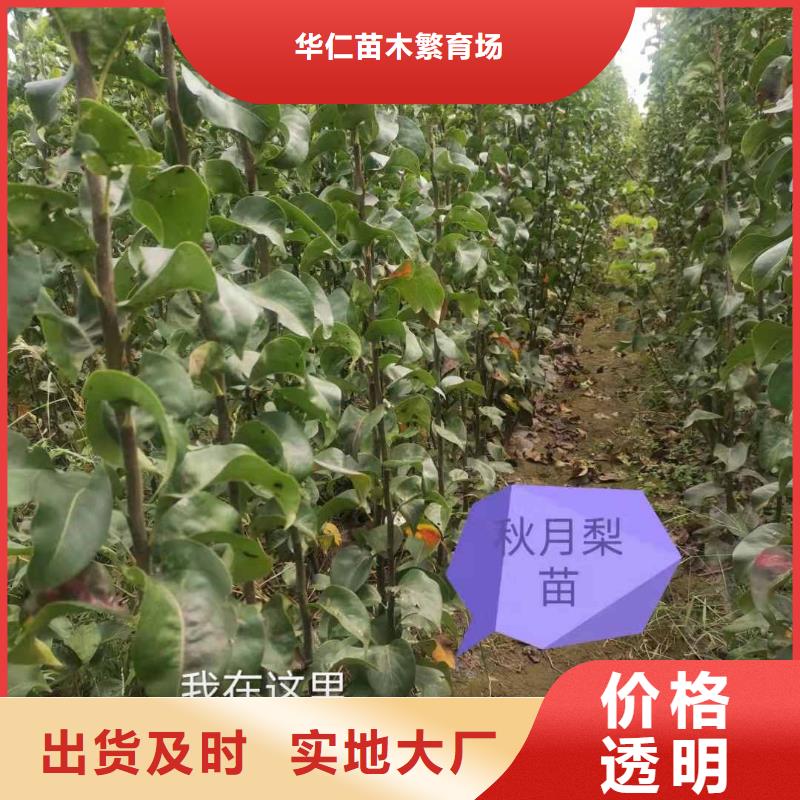 梨梨树苗基地质检合格发货