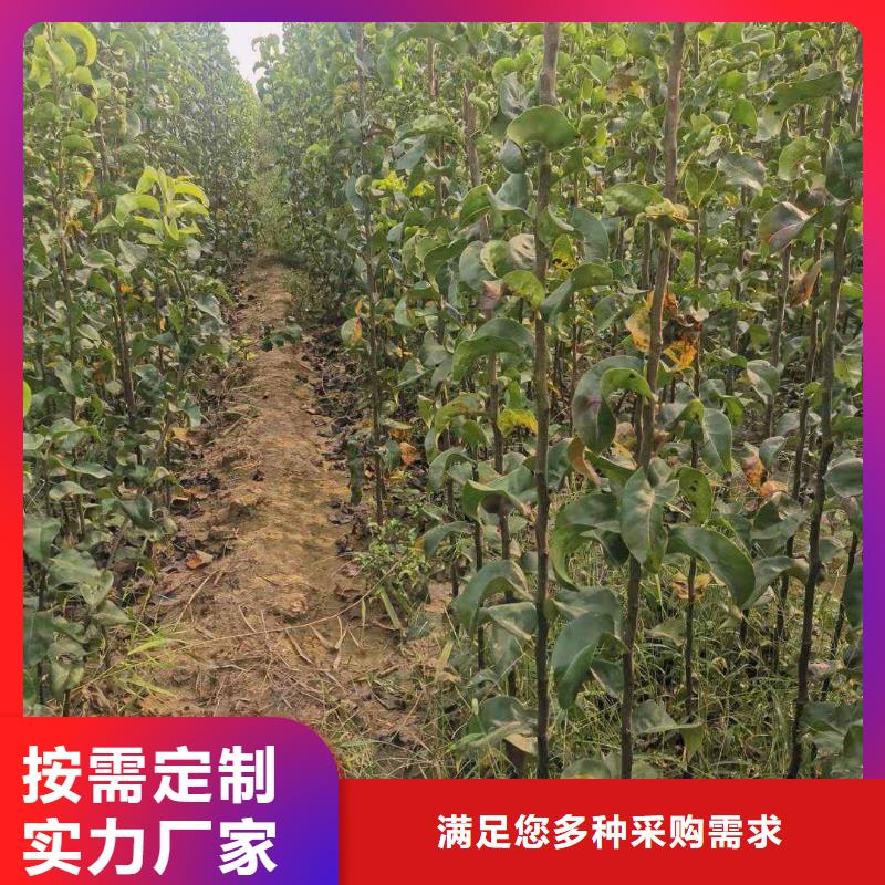 梨_杜梨苗厂家