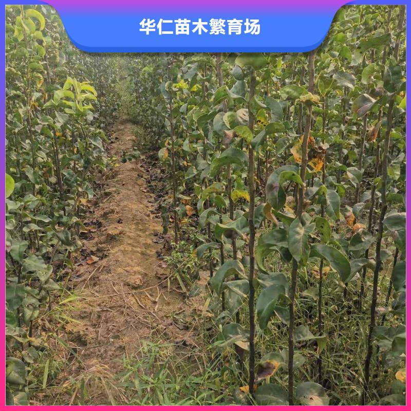 秋月梨树苗-视频-秋月梨树苗-安徽省芜湖市【当地】服务商-南陵|繁昌|蚌埠|宣城|合肥|黄山|阜阳|淮南