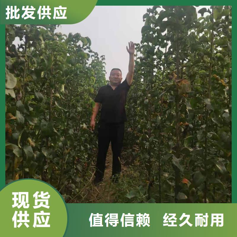 梨瑞蟠101桃树苗货源稳定