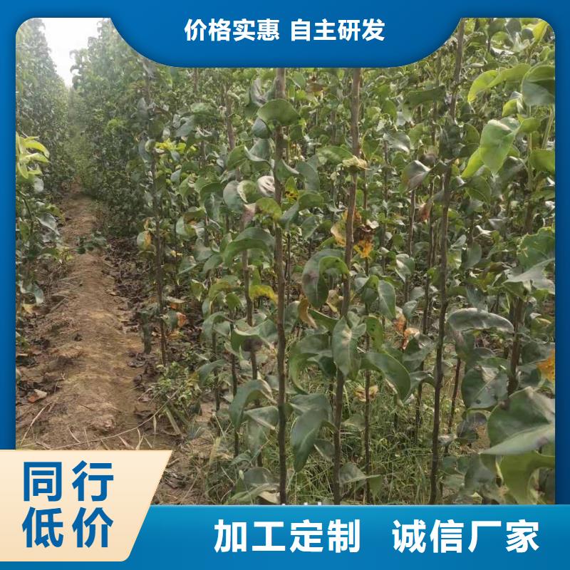 梨秋月梨树苗款式多样