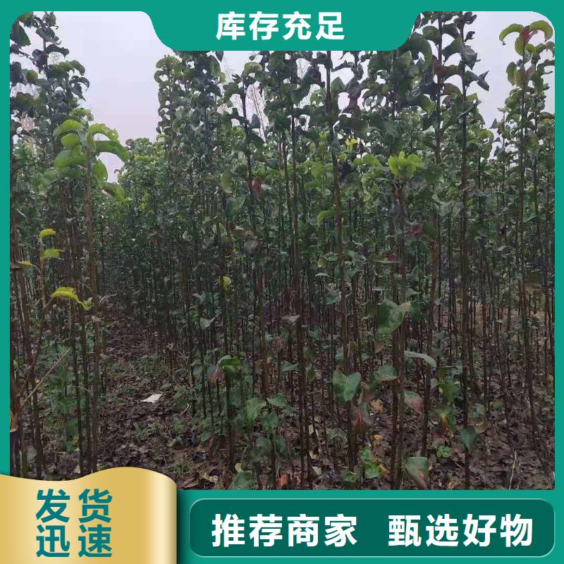 梨秋月梨树苗款式多样