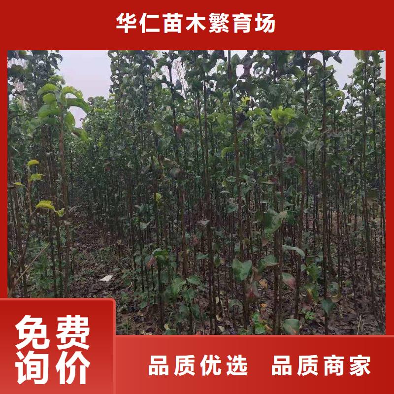 秋月梨树苗-视频-辽宁省丹东市华仁秋月梨树苗可服务区域振兴|凤城|阜新|朝阳|沈阳|辽阳|葫芦岛|大连等