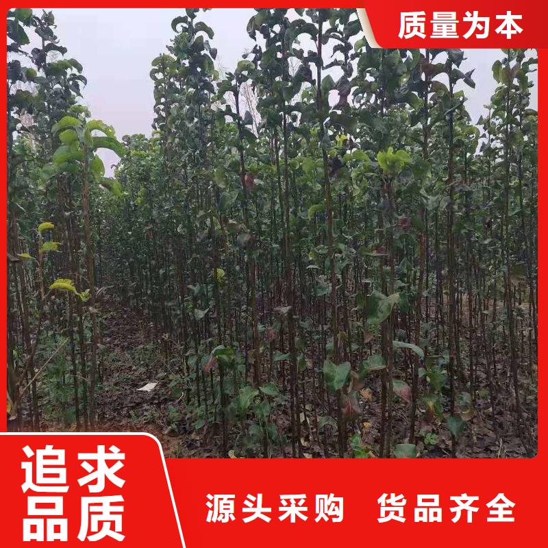 梨奥红全红梨树苗品质服务诚信为本