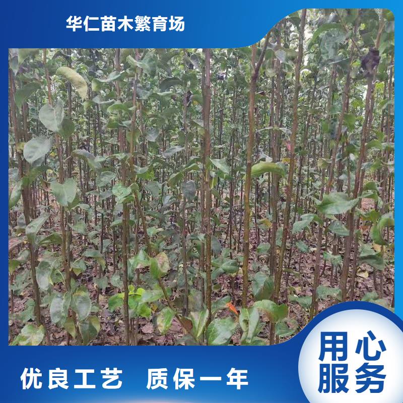 梨奥红全红梨树苗品质服务诚信为本
