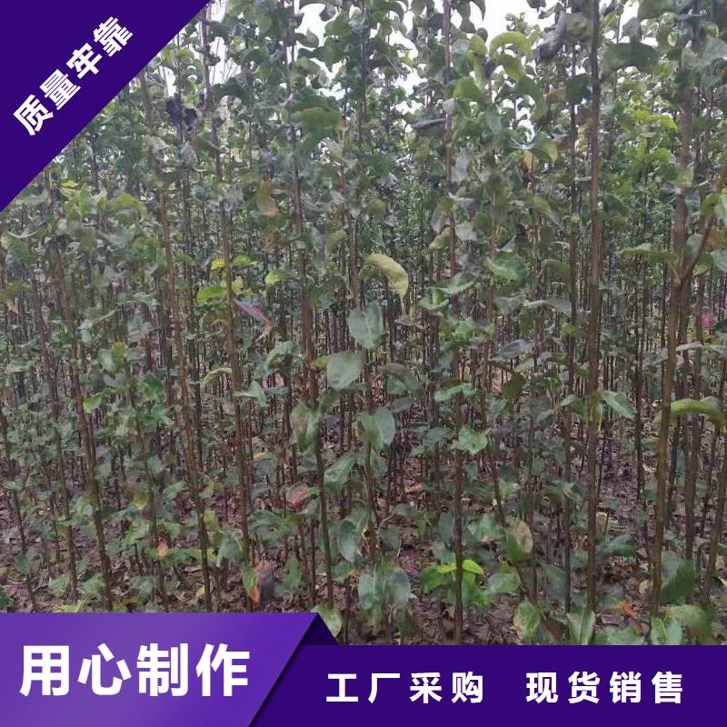 梨-海棠苗专注细节更放心