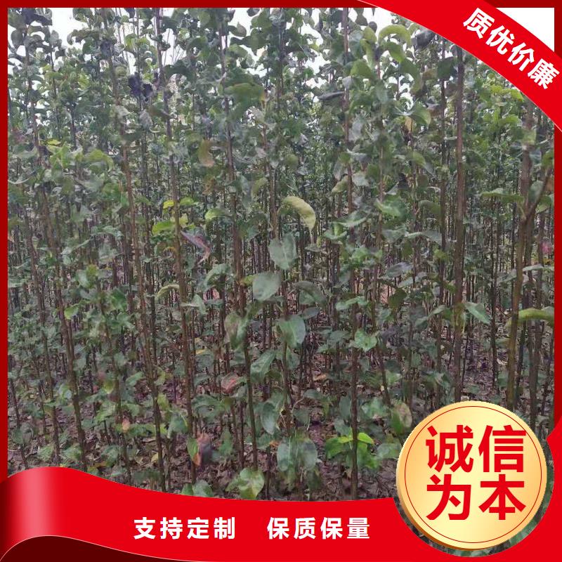 梨杜梨苗库存齐全厂家直供