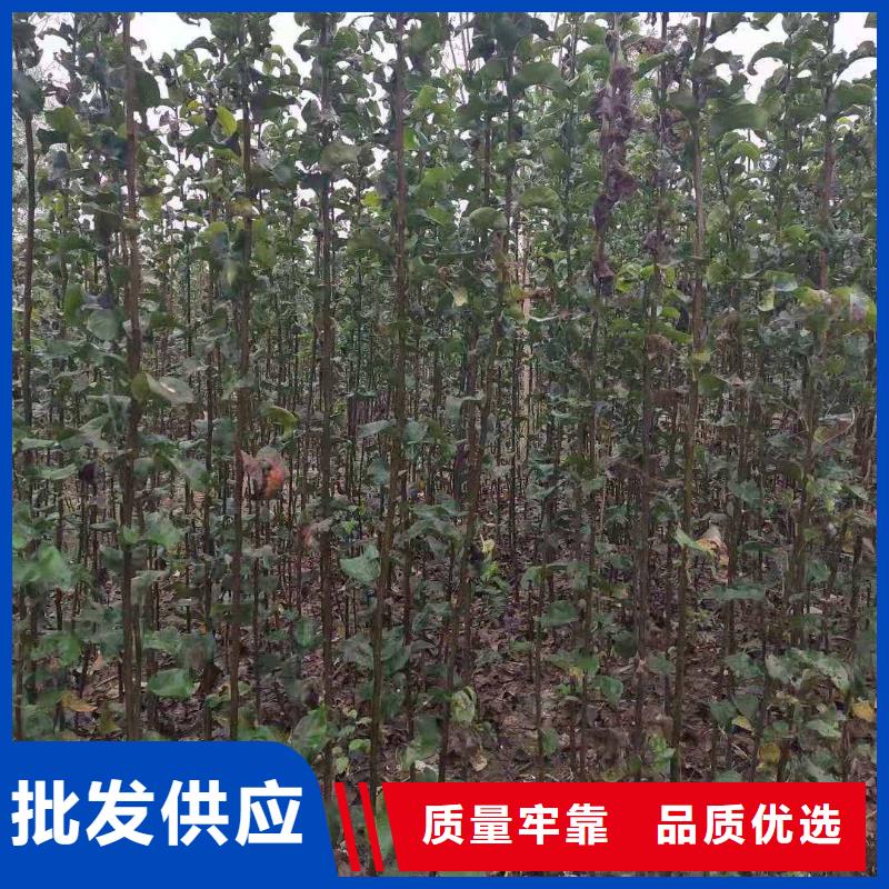梨毛桃苗源头厂源头货