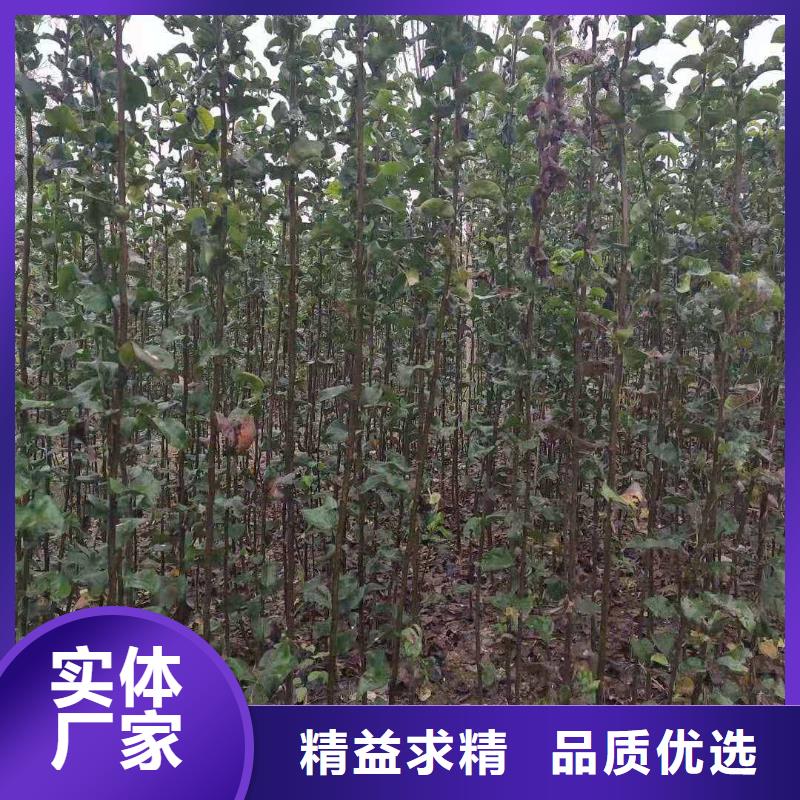 梨杜梨苗厂家实力雄厚