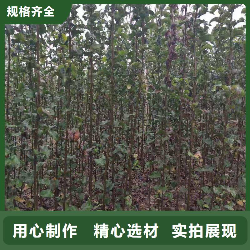 秋月梨树苗-视频-秋月梨树苗_云南省昆明市市场覆盖呈贡|嵩明|普洱|曲靖|迪庆|德宏|楚雄|大理|红河等