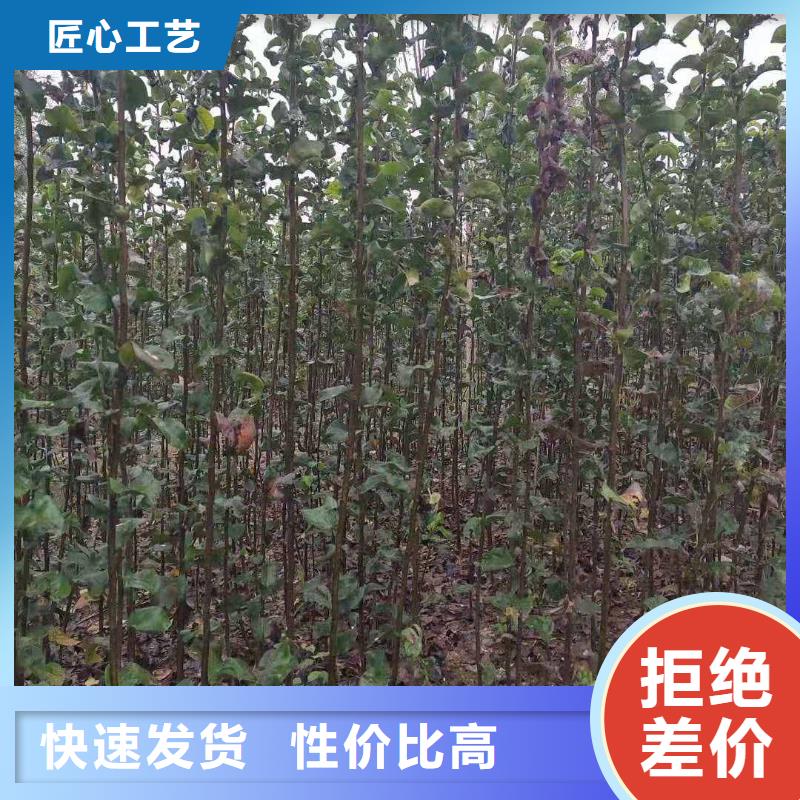 梨皇冠梨树苗优选好材铸造好品质