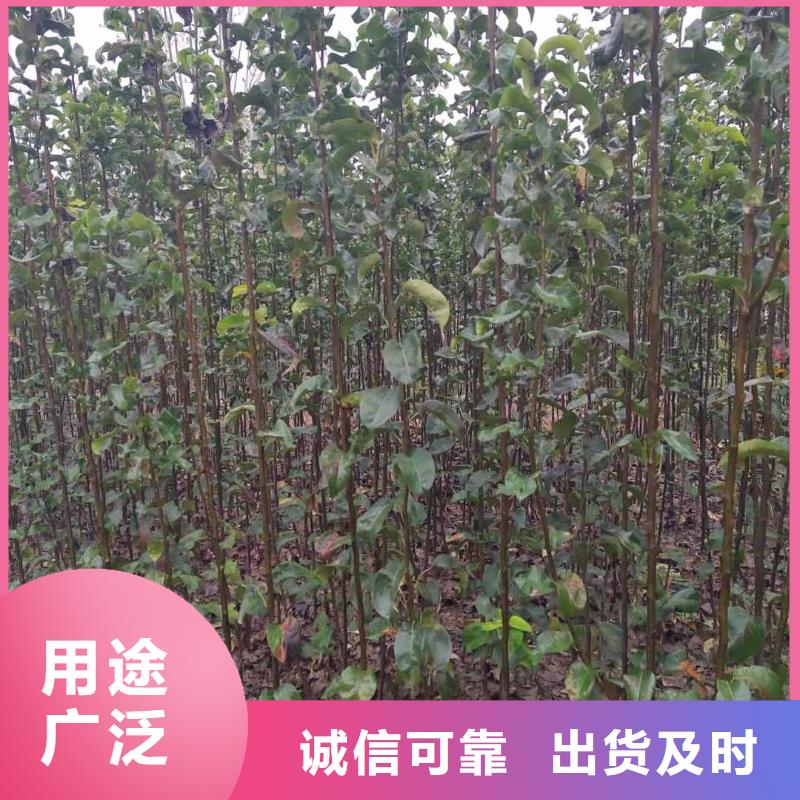 梨黄冠梨树苗高品质现货销售