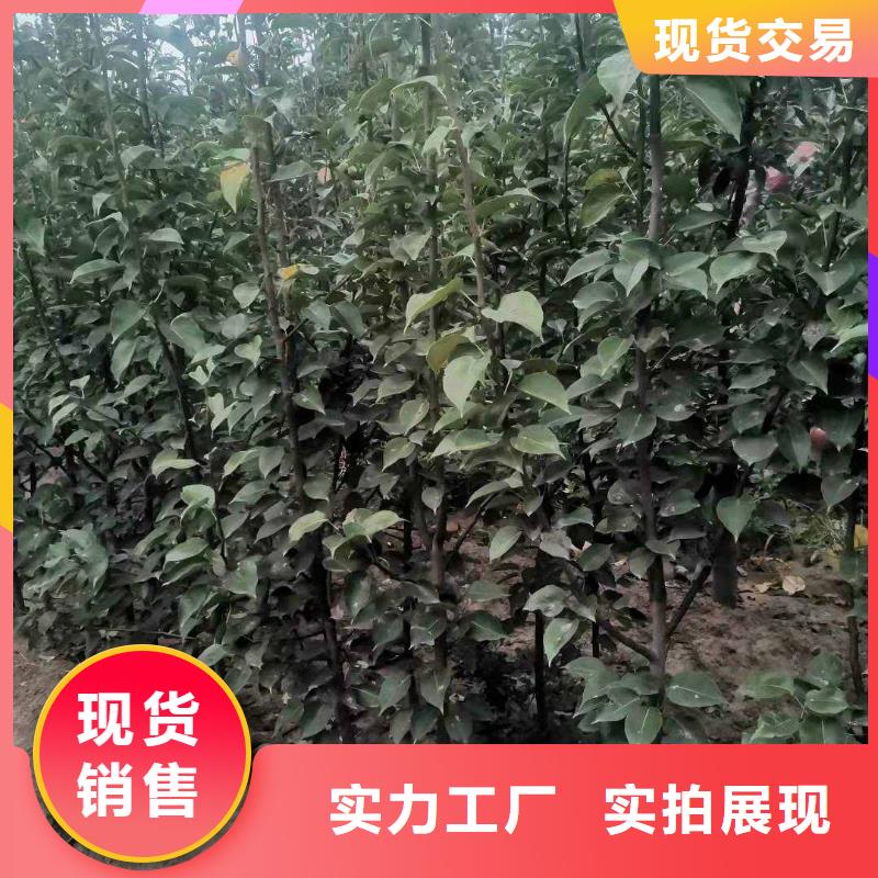 梨香酥梨树苗实体诚信经营