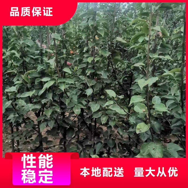 梨,黄冠梨树苗厂家直接面向客户