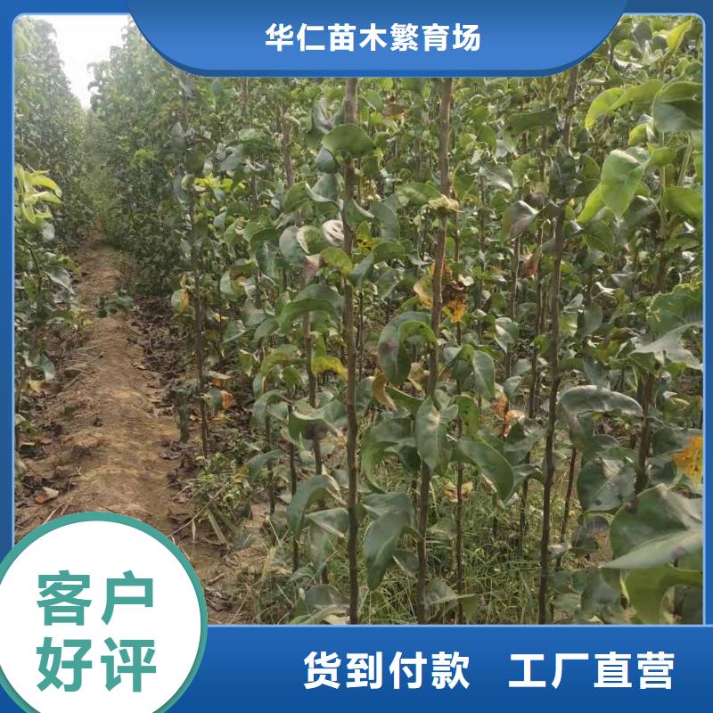 梨杜梨苗现货满足大量采购