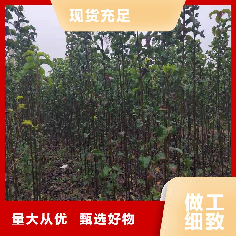 梨杜梨苗库存齐全厂家直供