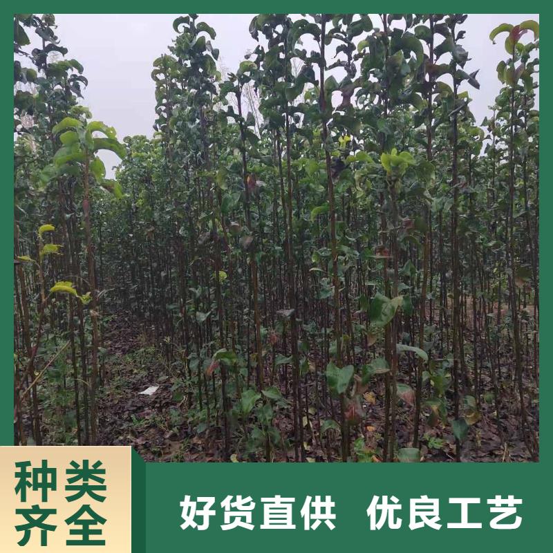秋月梨树苗-视频-辽宁省丹东市华仁秋月梨树苗可服务区域振兴|凤城|阜新|朝阳|沈阳|辽阳|葫芦岛|大连等