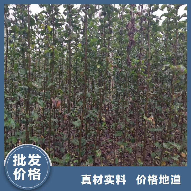 梨黄冠梨树苗高品质现货销售