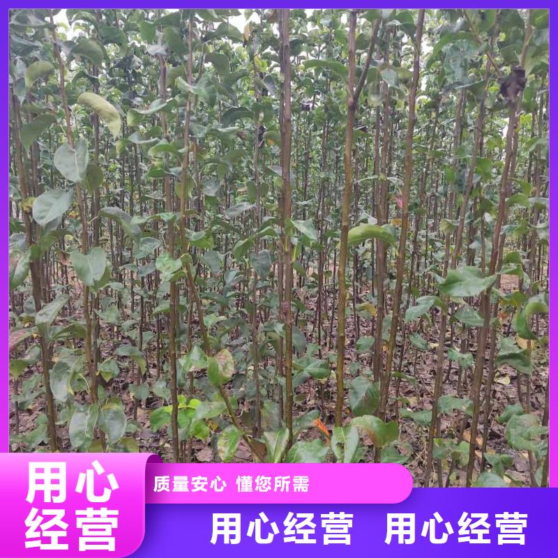 【梨】山桃苗厂家直营