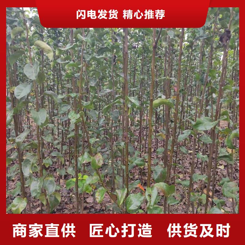 梨皇冠梨树苗从厂家买售后有保障