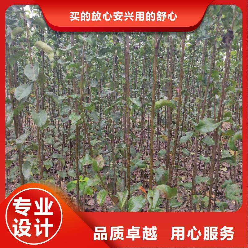 秋月梨树苗-视频-辽宁省丹东市华仁秋月梨树苗可服务区域振兴|凤城|阜新|朝阳|沈阳|辽阳|葫芦岛|大连等