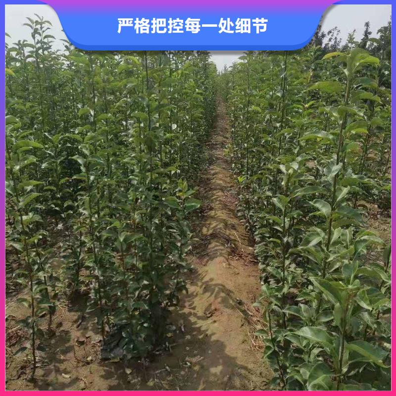 梨奥红一号梨苗定制零售批发