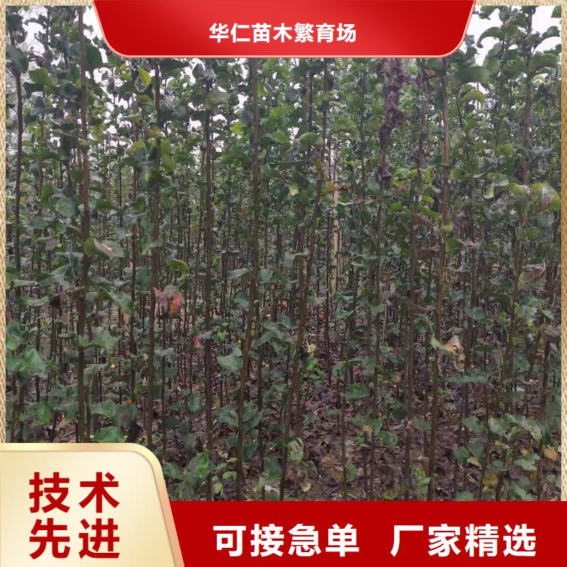 梨秋月梨树苗款式多样