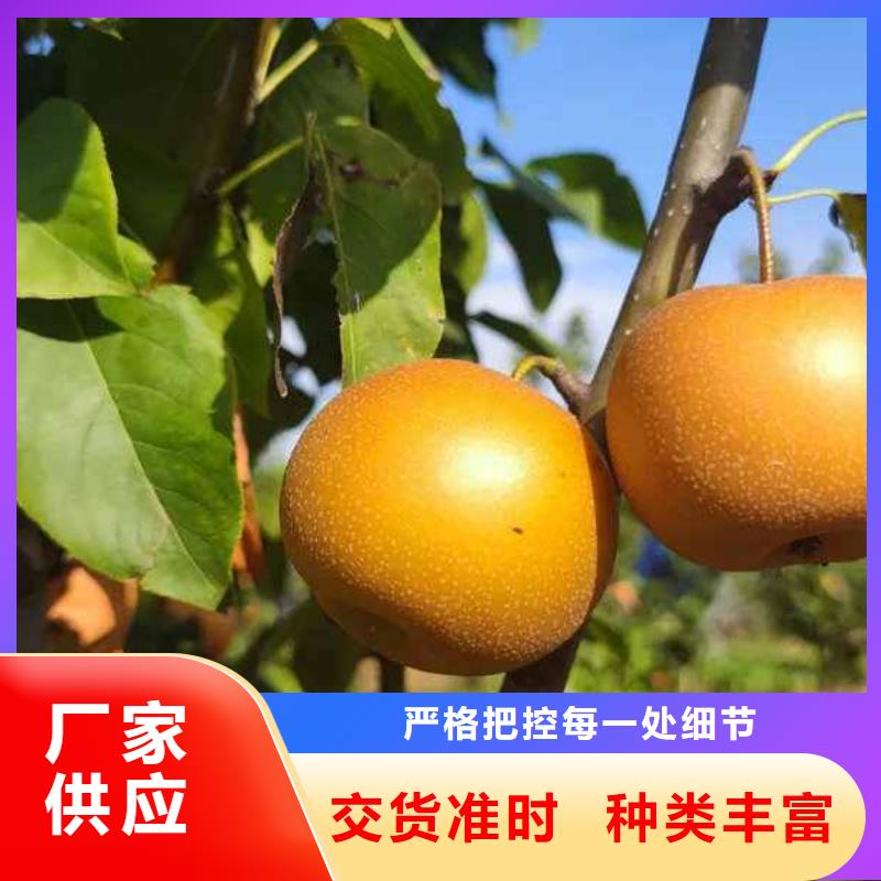 梨瑞蟠101桃树苗品质无所畏惧