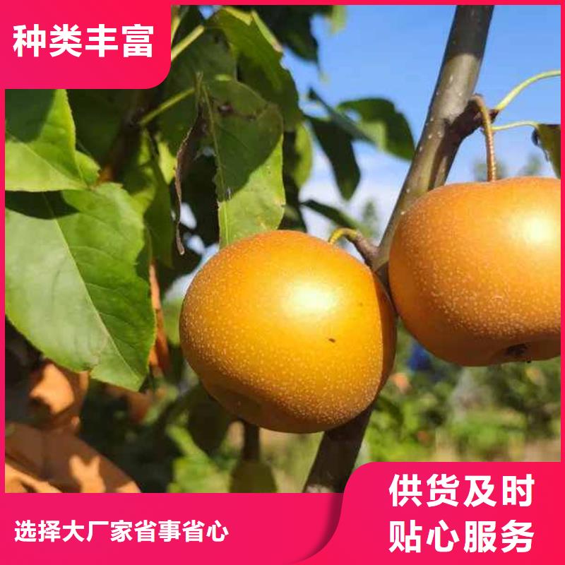 梨红香酥梨树苗品质值得信赖