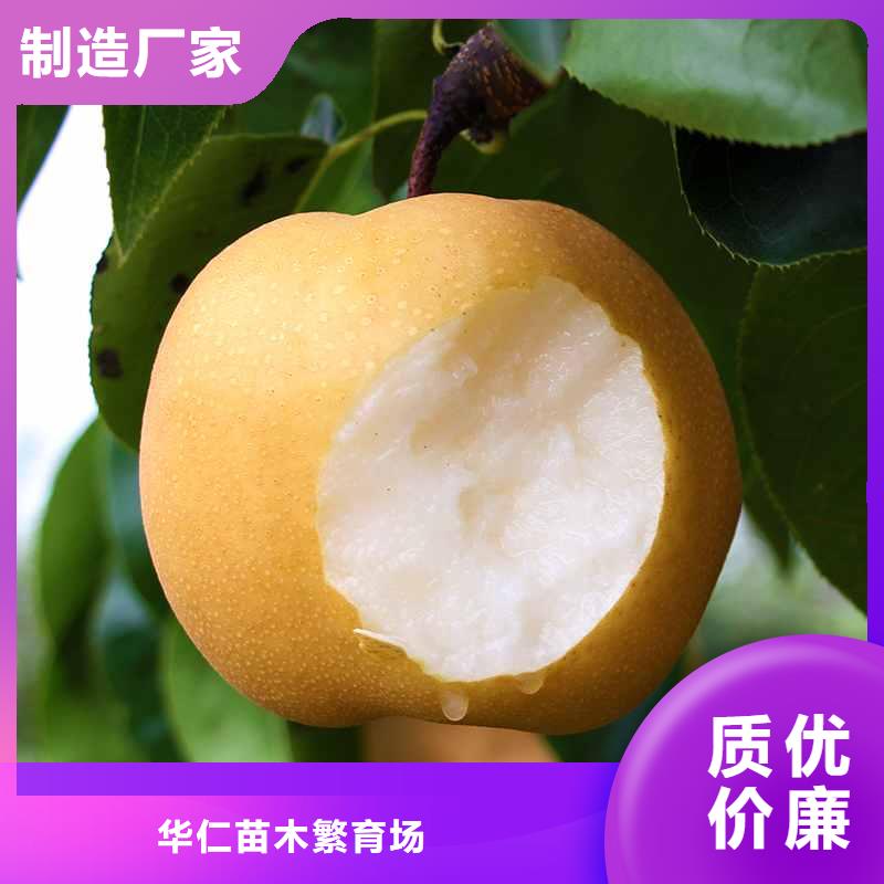 梨-海棠苗专注细节更放心