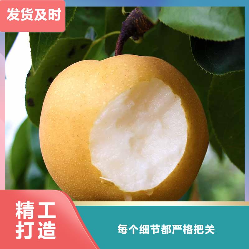梨皇冠梨树苗省心又省钱