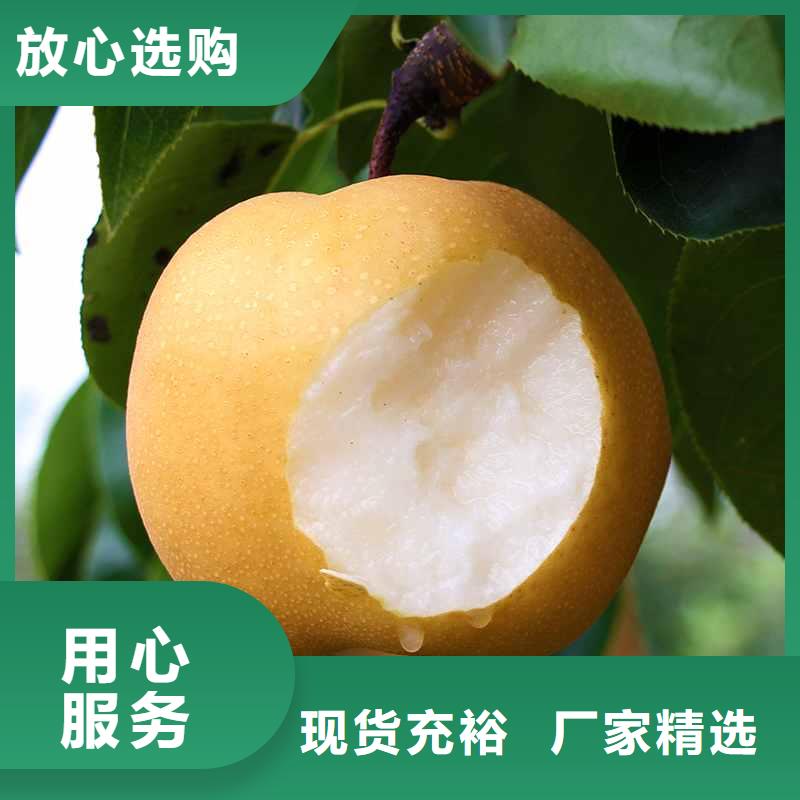 梨杜梨苗现货满足大量采购