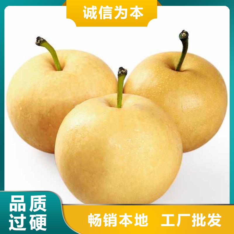 梨黄冠梨树苗高品质现货销售