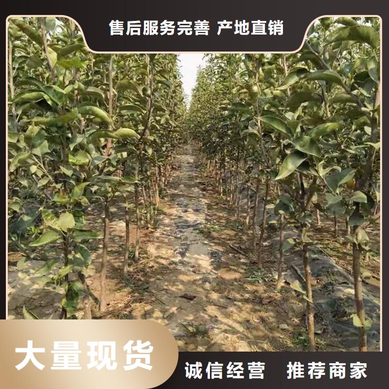 梨皇冠梨树苗从厂家买售后有保障