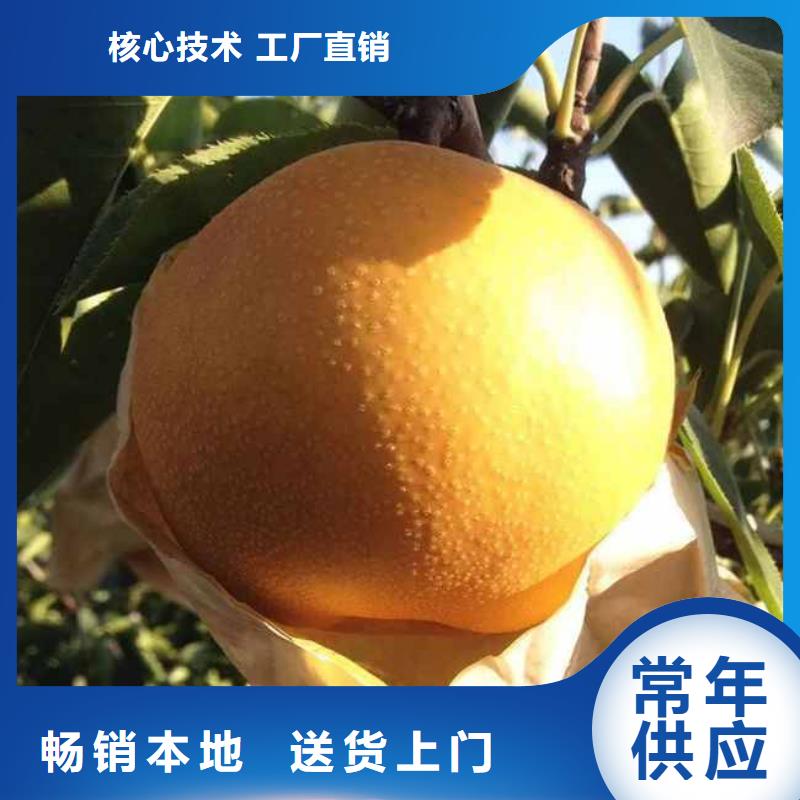 梨杜梨苗厂家实力雄厚