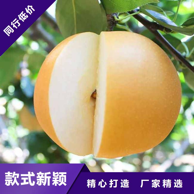 秋月梨树苗-视频-秋月梨树苗_云南省昆明市市场覆盖呈贡|嵩明|普洱|曲靖|迪庆|德宏|楚雄|大理|红河等