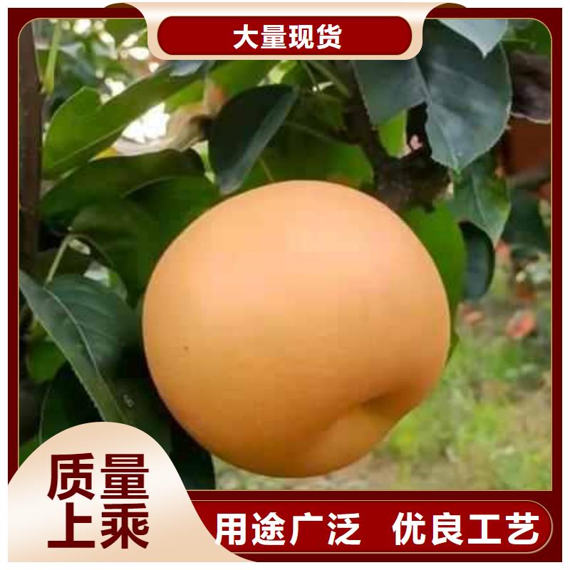 梨杜梨苗现货满足大量采购