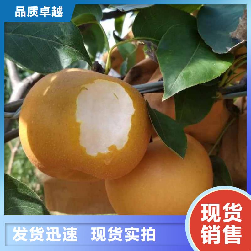 秋月梨树苗-视频-辽宁省丹东市华仁秋月梨树苗可服务区域振兴|凤城|阜新|朝阳|沈阳|辽阳|葫芦岛|大连等